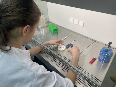 Eine Studentin beim Arbeiten mit Pilzen