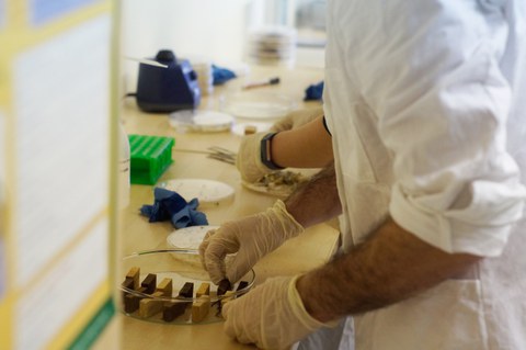 Das Bild zeigt einen Studenten, der Holzproben in einer Petrischale mit Pilzen beimpft