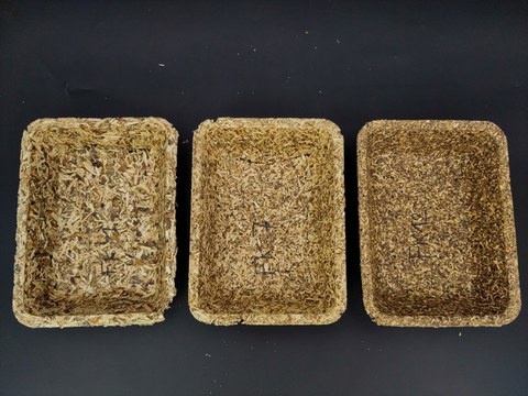 Das Bild zeigt drei unterschiedliche Beispiele hergestellter Verpackungsschalen aus Reststoffen der Saatgutaufbereitung. Sie stehen auf schwarzem Untergrund nebeneinander. Die Schalen sind hellbraun und besitzen verschiedene Texturen. Links ist eine Schal