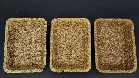Das Bild zeigt drei unterschiedliche Beispiele hergestellter Verpackungsschalen aus Reststoffen der Saatgutaufbereitung. Sie stehen auf schwarzem Untergrund nebeneinander. Die Schalen sind hellbraun und besitzen verschiedene Texturen. Links ist eine Schal