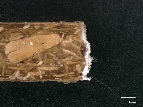 Die Aufnahme zeigt die Bruchkante eines Zugprüfstabs 30-fach vergrößert unterm Mikroskop. Die einzelnen Fasern im Polymer des Prüfkörpers und einzelne Faserausrisse sind zu erkennen.