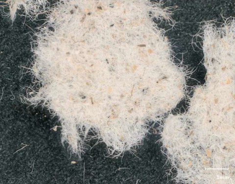 Faserstoff aus Siebgut Primärschlamm 16 μm