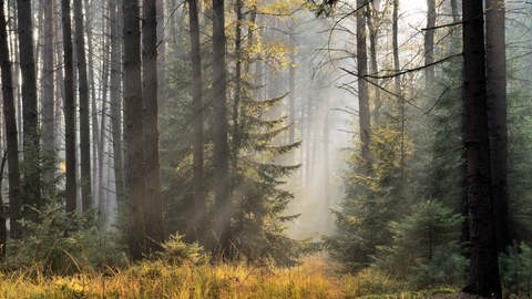 Lichtdurchfluteter Fichtenwald