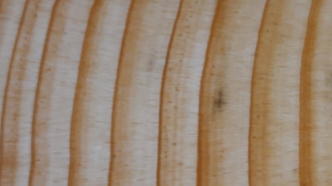 Querschnitt Fichte 