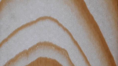 Tangentialschnitt Fichte