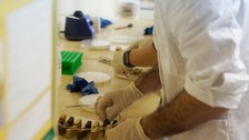 Das Bild zeigt einen Studenten, der Holzproben in einer Petrischale mit Pilzen beimpft