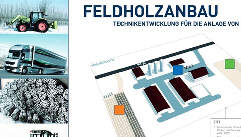 Feldholzanbau