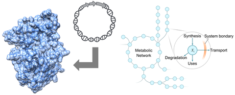 Enzyme / Flux