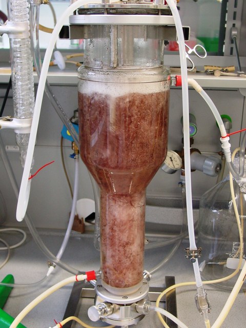 Blasensäule/Bioreaktor mit roten Hairy roots (beta vulgaris)