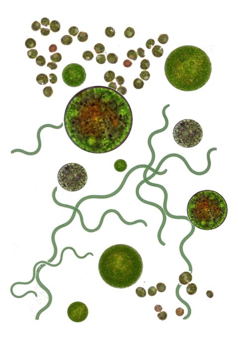 Algae, Microalgae
