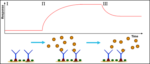 SPR Sensorgram