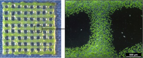 Scaffold, Bioprint mit Algen