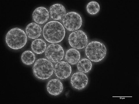 Astaxanthin_Chlorella