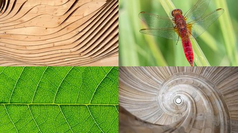 Collage aus 4 Fotos zur Bionik-Ausstellung. Links oben ein Foto mit geschwungenen Holzplatten, rechts daneben eine Wiese mit einem Insekt. Links unten ist ein Teil eines Blattes zu sehen, daneben ein steinernes spiralförmiges Treppenhaus