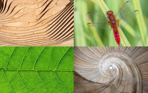 Collage aus 4 Fotos zur Bionik-Ausstellung. Links oben ein Foto mit geschwungenen Holzplatten, rechts daneben eine Wiese mit einem Insekt. Links unten ist ein Teil eines Blattes zu sehen, daneben ein steinernes spiralförmiges Treppenhaus