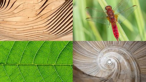 Collage aus 4 Fotos zur Bionik-Ausstellung. Links oben ein Foto mit geschwungenen Holzplatten, rechts daneben eine Wiese mit einem Insekt. Links unten ist ein Teil eines Blattes zu sehen, daneben ein steinernes spiralförmiges Treppenhaus