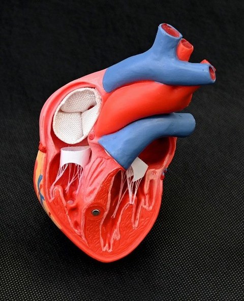Auf dem Bild sind textiler Herzklappenprothesen in einer computersimulierten Darstellung eines Herzens zu sehen