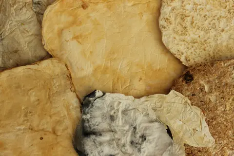 Detailaufnahme eines Pilzsubstrates