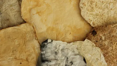 Detailaufnahme eines Pilzsubstrates