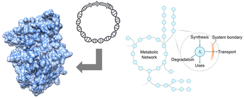 3D-Modell eines Enzyms und metabolisches Netzwerk 