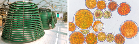 Algenbioreaktor und Algenzellen (Haematococcus pluvialis) mit rotem Farbstoff Astaxanthin 