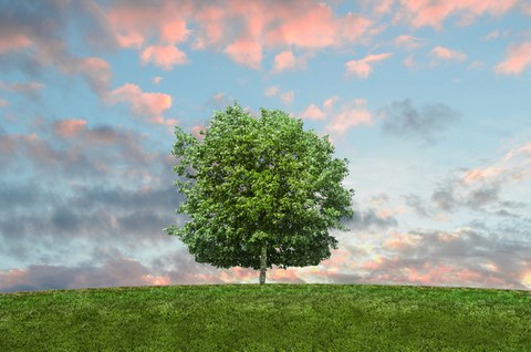 Das Bild zeigt einen allein stehenden, kräftig gewachsenen Baum auf einer grünen Wiese.