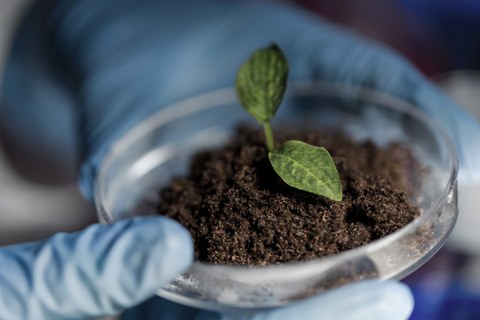 Das Bild zeigt eine sehr kleine, im Wachstum befindliche Pflanze in einer Petrischale. Sie wird von einer Person mit Handschuhen getragen.