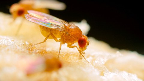 Close-up of a fruit fly