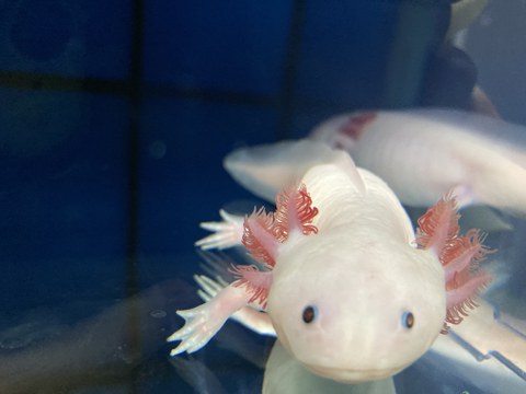 Axolotl im Wasser