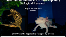 Werbeplakat für die Veranstaltung „Salamandermodelle in der fachübergreifenden biologischen Forschung“, die vom 16. bis 18. August 2021 online stattfand. Zeigt Bilder von zwei Salamandern mit Logos der Company of Biologists, des CRTD, der DFG und der TUD.