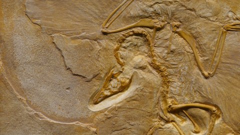 Das Foto zeigt Fossilien in einem Stein.