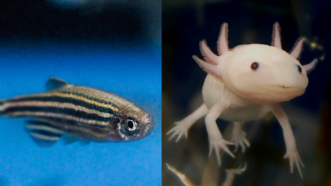 Das Bild ist eine Collage aus zwei Fotos. Das linke Foto zeigt einen kleinen schwarz-weiß gestreiften Fisch im Wasser. Das rechte Bild zeigt einen rosa-weißen Molch im Wasser.