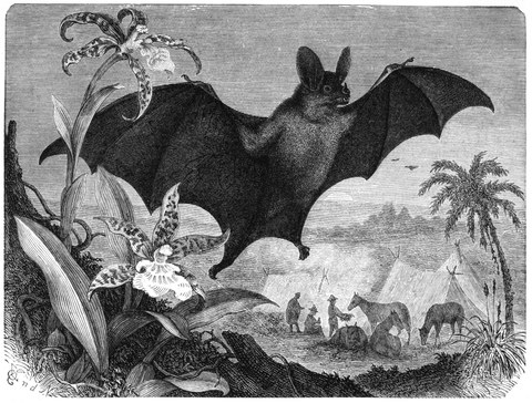 Die Zeichnung zeigt eine Fledermaus in schwarz-weiß.