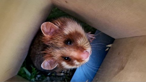 Das Bild zeigt einen Feldhamster, der von oben fotografiert wurde. Der Hamster guckt in die Kamera. Er befindet sich in einer Art Kiste.