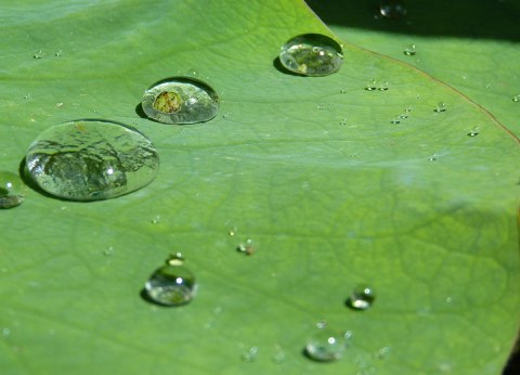 Auf dem Foto ist das Blatt einer Lotusblüte zu sehen. Auf dem Blatt perlen Wassertropfen ab. 