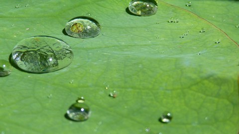 Auf dem Foto ist das Blatt einer Lotusblüte zu sehen. Auf dem Blatt perlen Wassertropfen ab. 