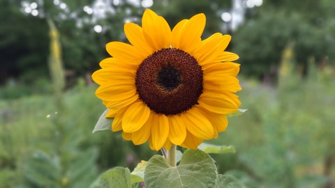 Nahaufnahme einer Sonnenblume.