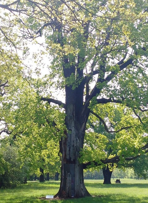 Foto eines Baumes im Park.