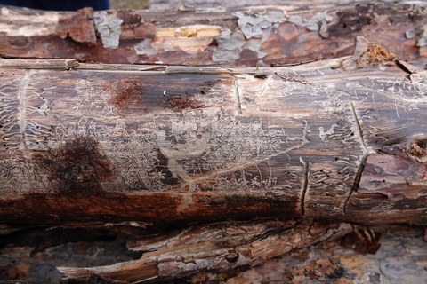 Das Foto zeigt die Muster, die Borkenkäfer auf dem Stamm eines Kiefernbaumes hinterlassen haben.