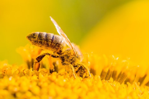 Eine mit Pollen bedeckte Biene sitzt auf einer gelben Blume.