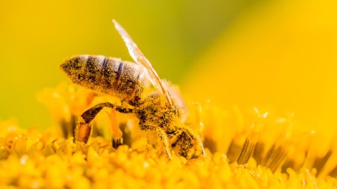 Eine mit Pollen bedeckte Biene sitzt auf einer gelben Blume.