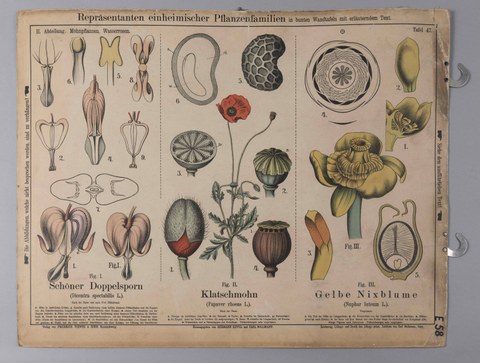 Botanische Lehrtafel, 19. Jh.