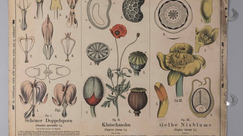 Botanische Lehrtafel, 19. Jh.