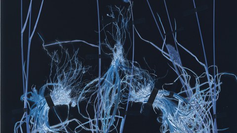 Andrea Grützner, Dactylus glomerata, 2026