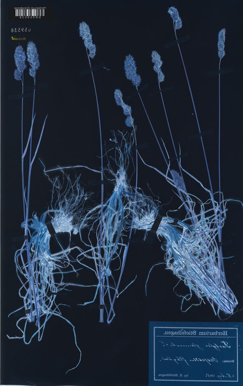 Andrea Grützner, Dactylus glomerata, 2026