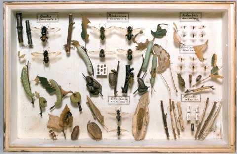 Lehrkasten aus der Insektensammlung von W. Baer, vor 1930 Forstzoologische Sammlungen Tharandt, TU Dresden
