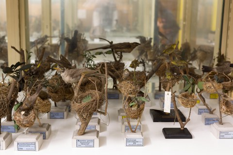 Senckenberg Naturhistorische Sammlungen Dresden, Museum für Tierkunde