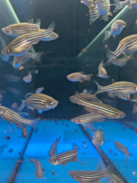 Foto mit kleinen Zebrafischen