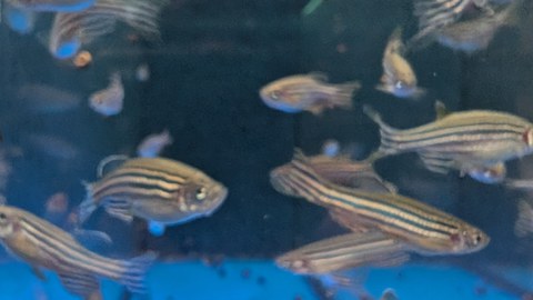 Foto mit kleinen Zebrafischen