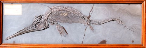 Fischsaurier, Ichthyosaurus quadriscissus, Holzmaden 1905 (TU Dresden, Geologische Sammlungen)